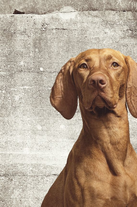 Fototapete - Hund 364124, Wallpower Junior, Eijffinger