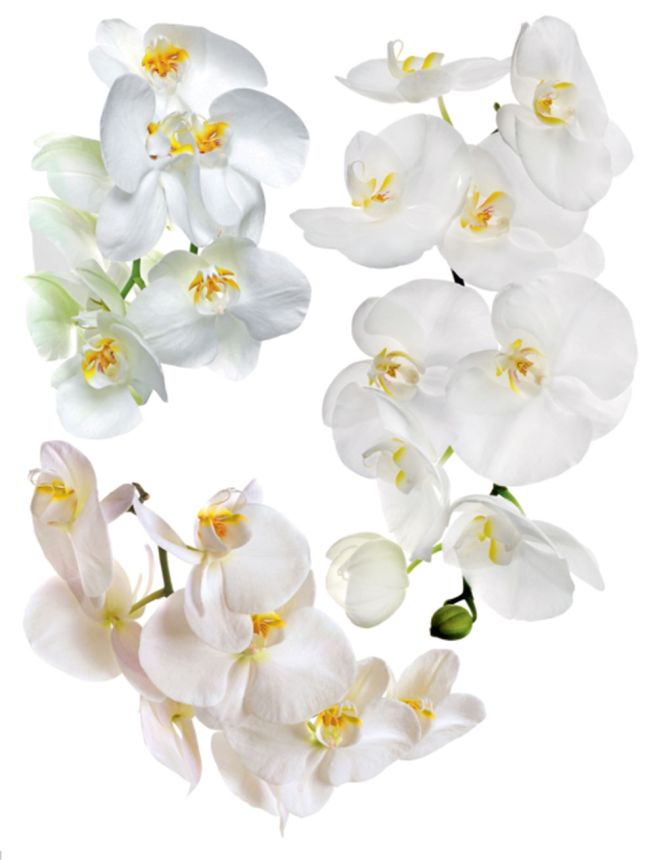 Selbstklebende Wanddekoration F 1068, Orchideee, AG Design